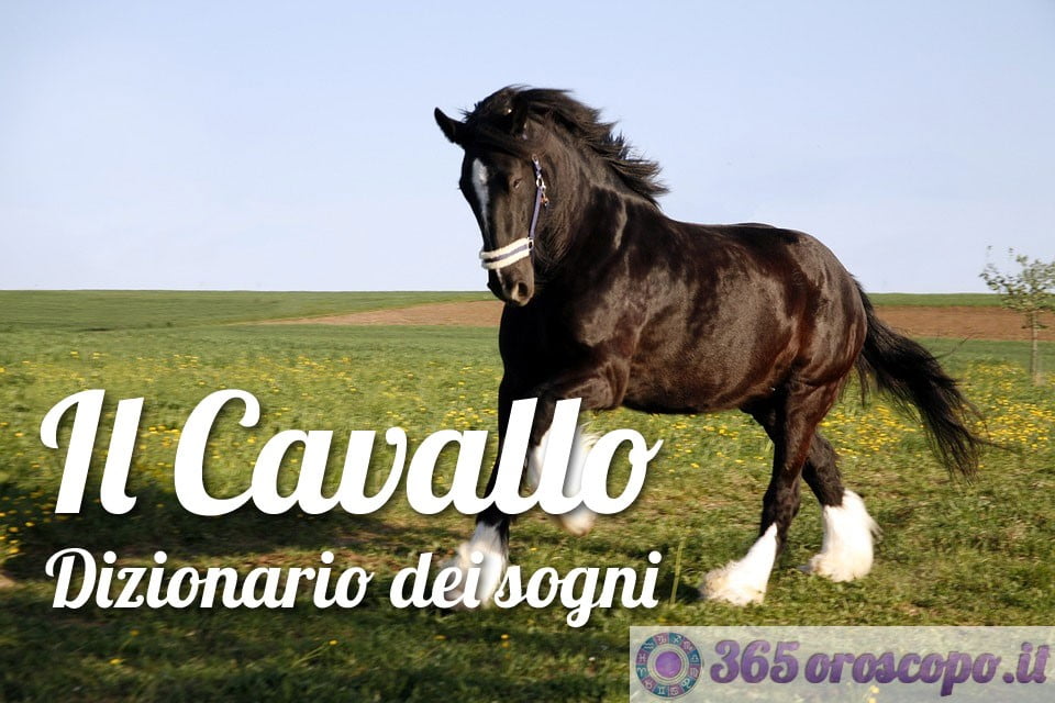Soñar con un caballo Soñar con un caballo