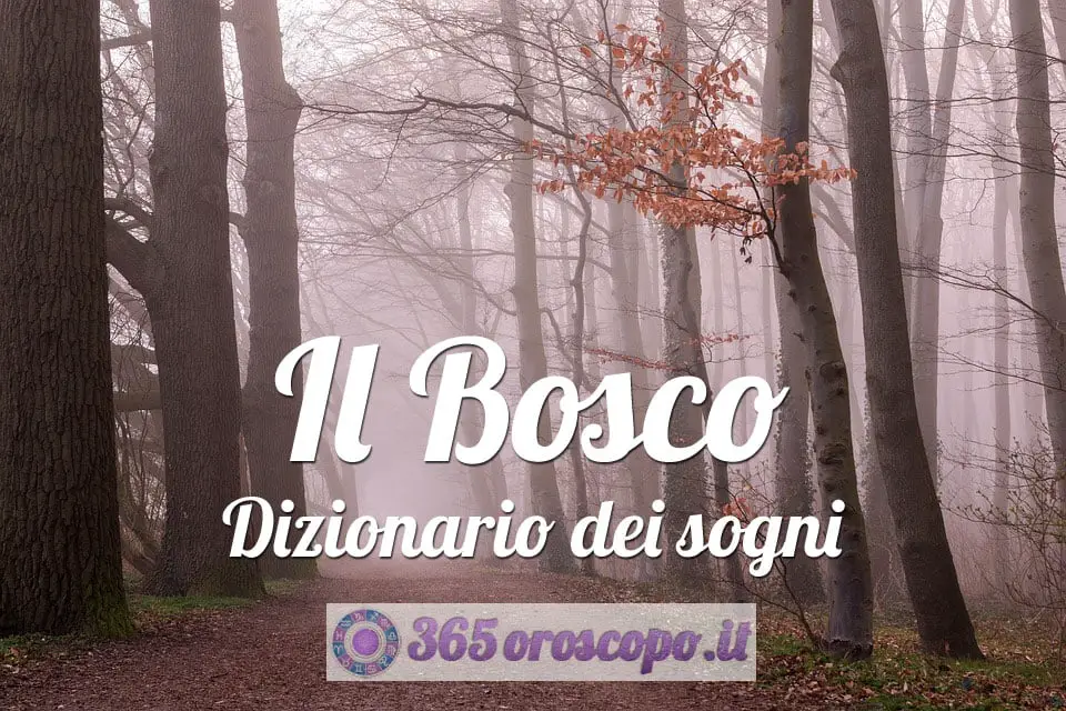 Soñar con un bosque Soñar con un bosque