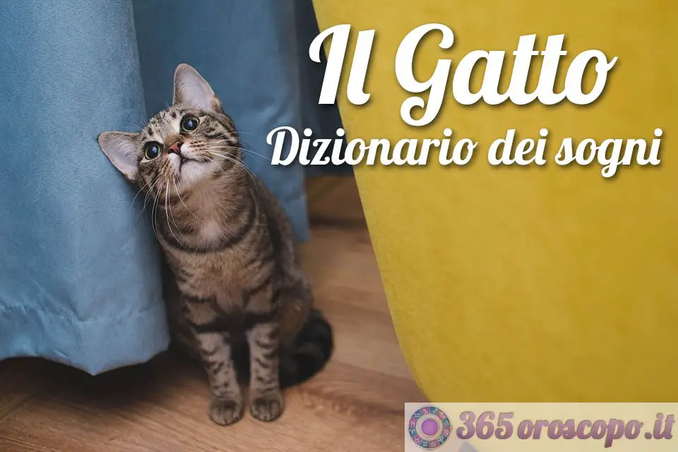 Soñar con un gato Soñar con un gato
