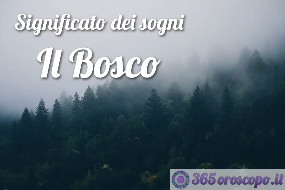 Soñar con un bosque Soñar con un bosque