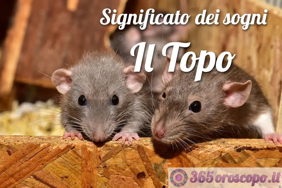 Soñar con un ratón Soñar con un ratón