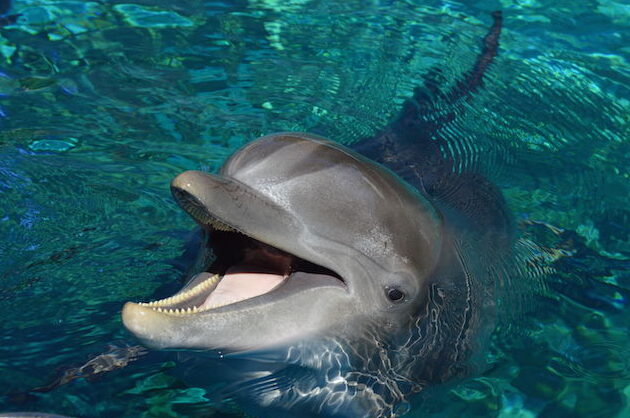 El animal espíritu del delfín |