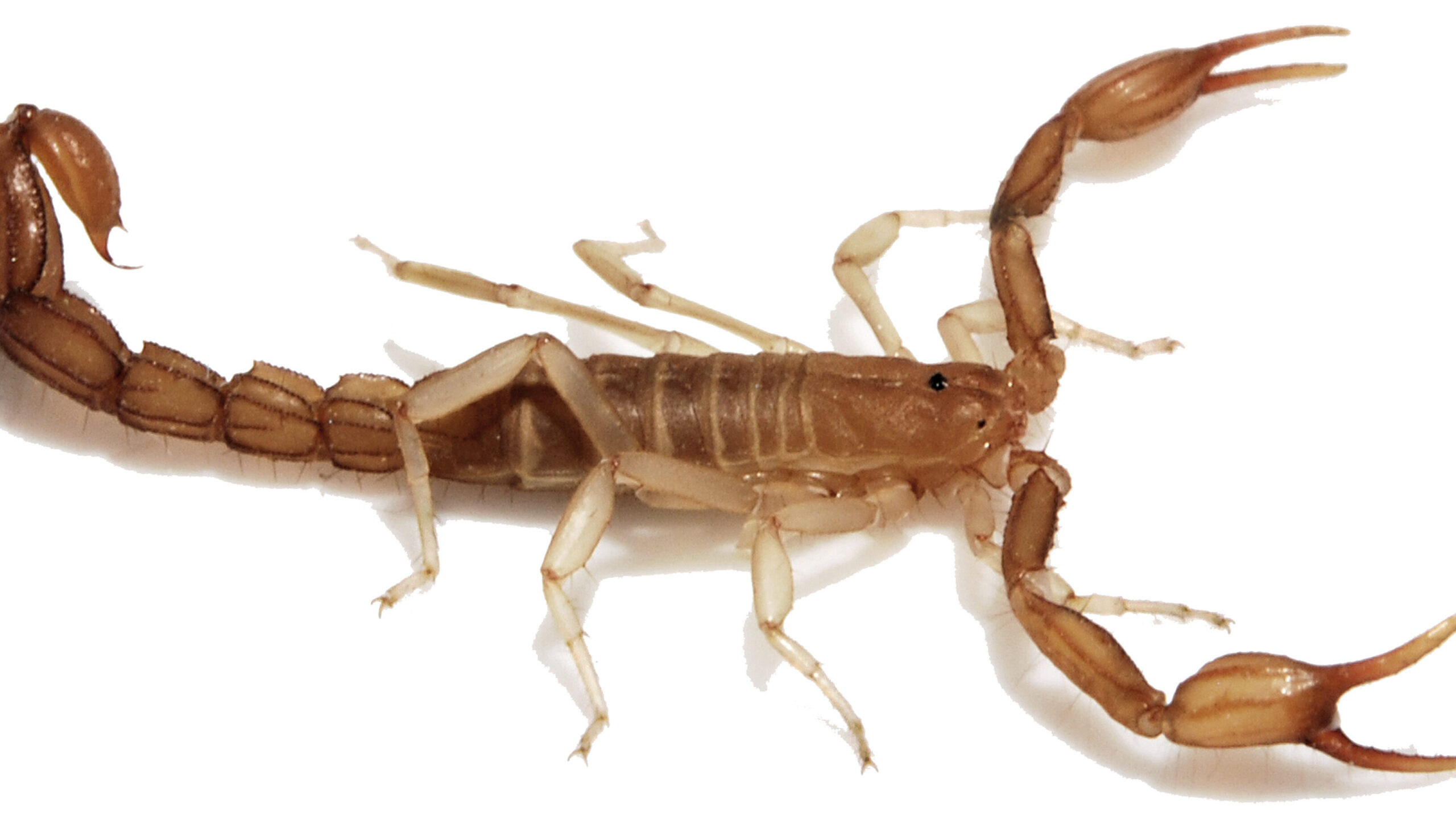 Picadura de escorpión EMRA